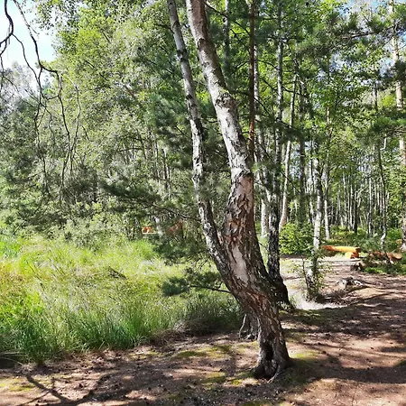 Fledermaus * Gelbensande